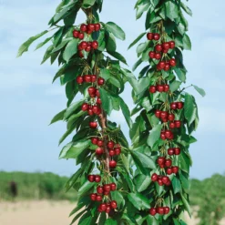 Kölle Bio Säulenkirsche 'Sylvia', Unterlage Prunus Colt, Topf 10 Liter