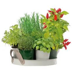 Kräutersamen, 7 Kräuter, XL-Kollektion 'BBQ'