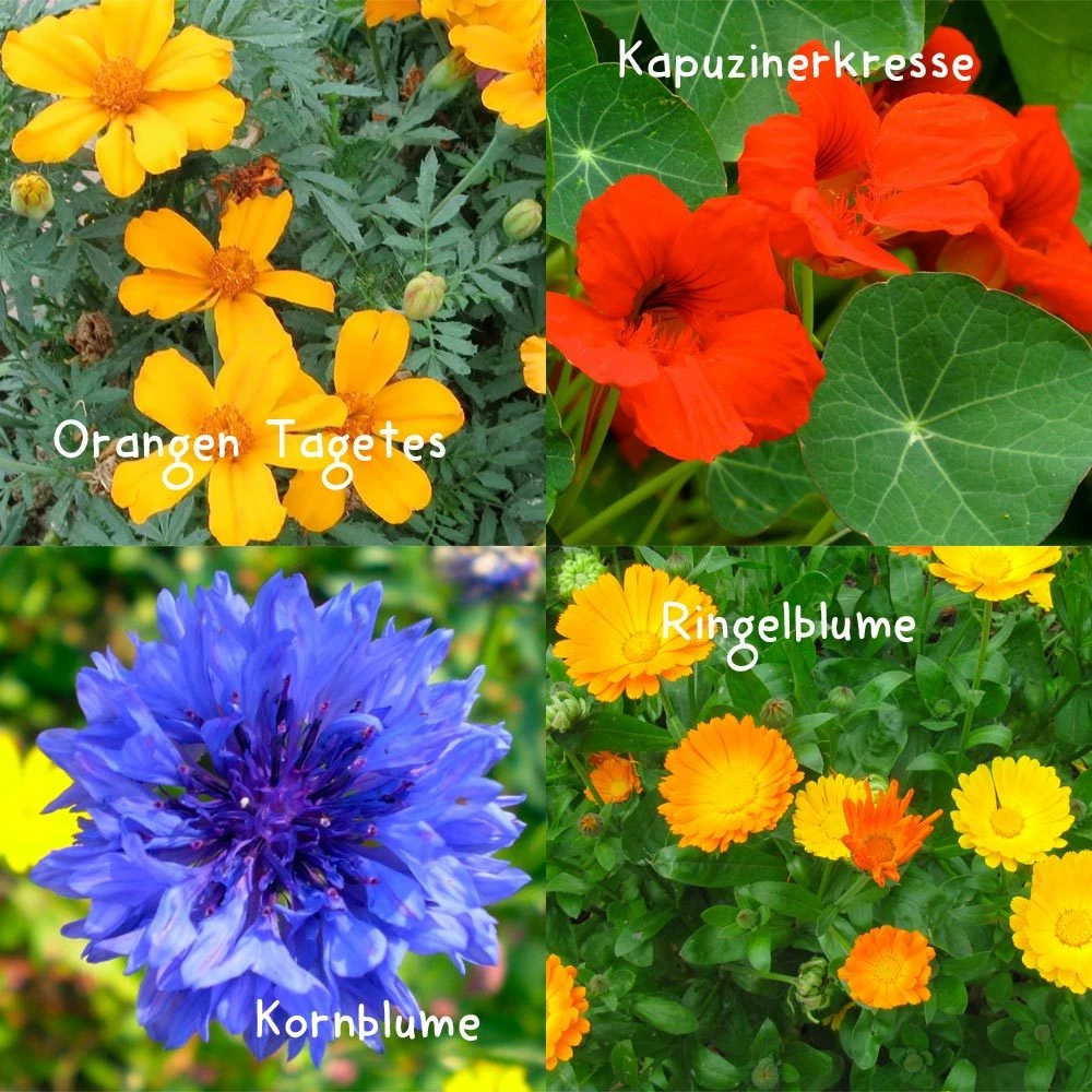 Blumensamen-Set Gourmet Blumen, Essbar, Bienenfreundlich, Dekorativ – Bild 5