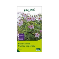 Kölle's Beste Baumdahlie 'Imperialis' Rosa, Größe 1, 3 Blumenknollen