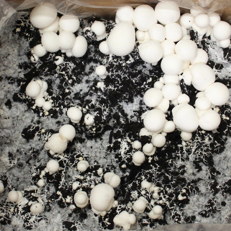 Bio Fertig-Pilzzuchtset Champignon – Bild 3