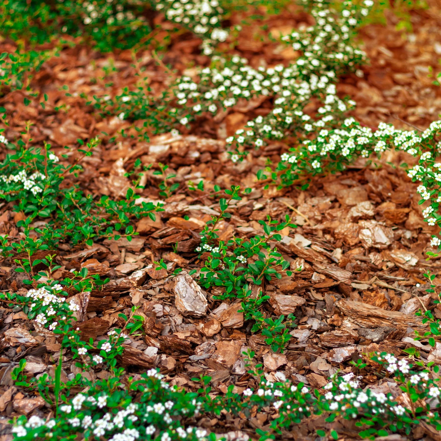 Stauden- & Rosenmulch, 2880l, 48 Sack à 60l – Bild 3