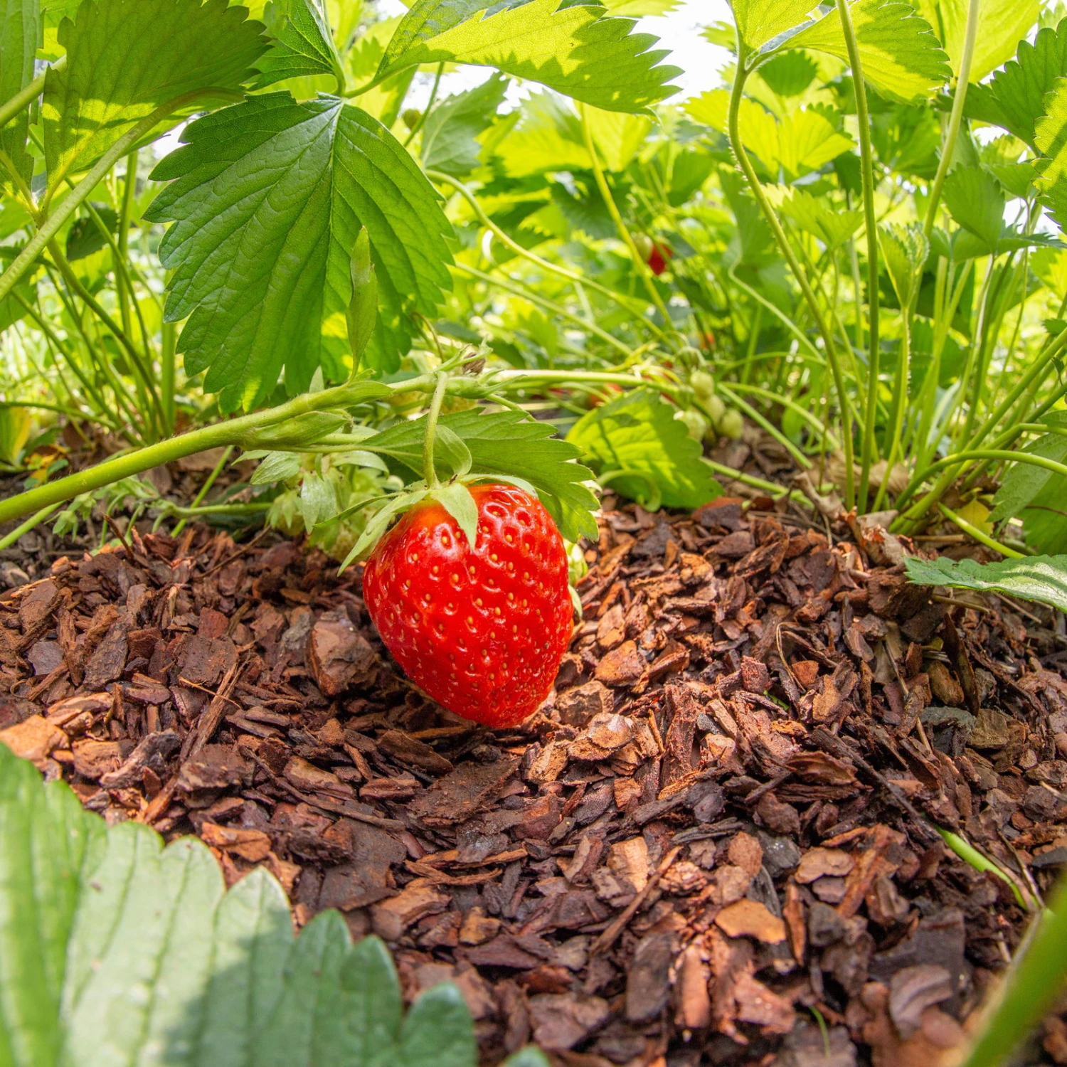 Plantavital Rindenmulch Fein, 2280l, 57 Sack á 40l – Bild 4